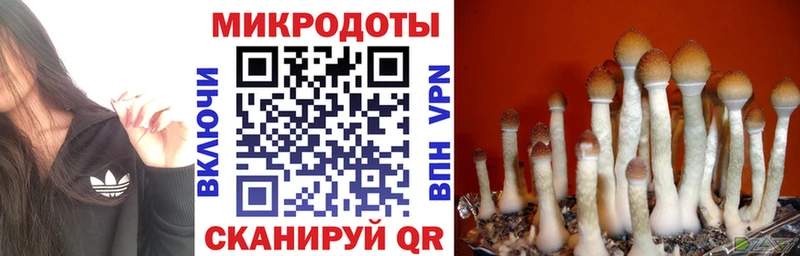 Псилоцибиновые грибы Psilocybine cubensis Первомайск